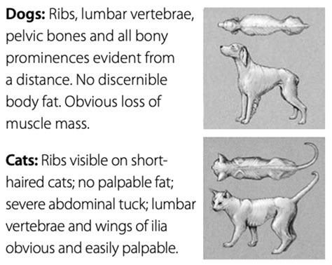 How To Assess Your Pets Body Condition Score Veterinary Center Of