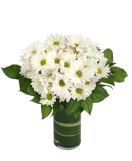 Dazzling Daisy Poms Flower Arrangement In Columbia Sc A Florist