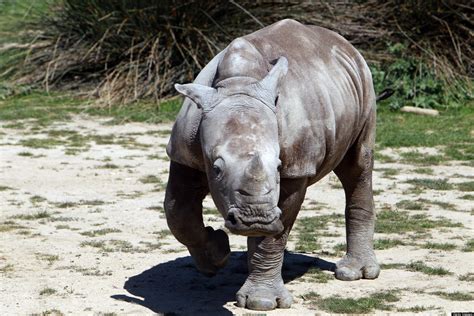 Animal Photos Of The Week Rhinos Kudus Tigers And More