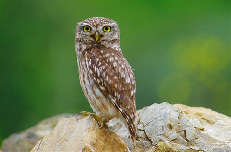 Civettictis civetta — африканская циветта5. Civetta | JuzaPhoto