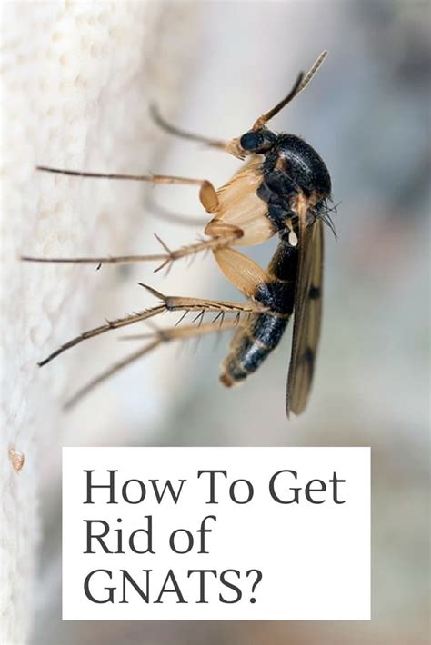 How To Get Rid Of Gnats In House With Home Remedies