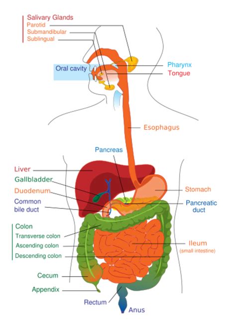 Human Digestive System Digestive Enzymes And Drinking Cold Water