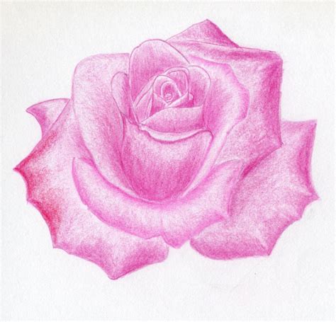 Learn how to draw pictures of roses pictures using these outlines or print just for coloring. Draw a Rose Quickly, Simply And Easily