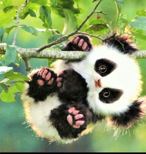 Baby Panda Cuteness Overload Raww