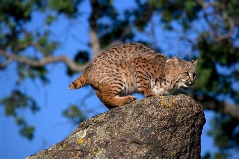 Crouching Bobcat