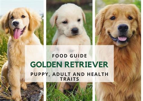Golden Retriever Food Guide Keep Him Healthy And Joyful