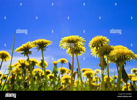 Yellow Dandelions In The Meadow Stock Photo Alamy