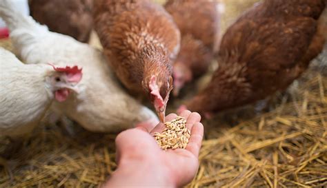 Your Chicken Feeding Guide Hobby Farms