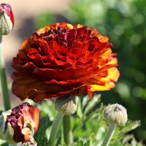 These vibrant bloomers are great for potting or planting in your own garden. Ranunculus Café Bulbs for Sale - Easy To Grow Bulbs