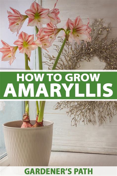 How To Grow And Care For Amaryllis Hippeastrum Gardeners Path