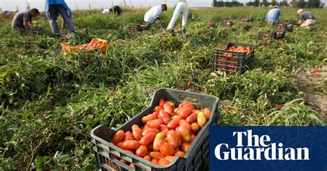Are Your Tinned Tomatoes Picked By Slave Labour Slavery The Guardian