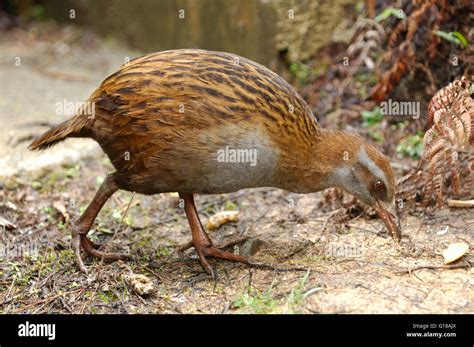 New Zealand Native flightless bird, North Island Weka (Gallirallus