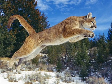 ❤ get the best puma wallpapers on wallpaperset. Puma Wallpaper | Cool Wallpapers! | HD Backgrounds! | Free ...