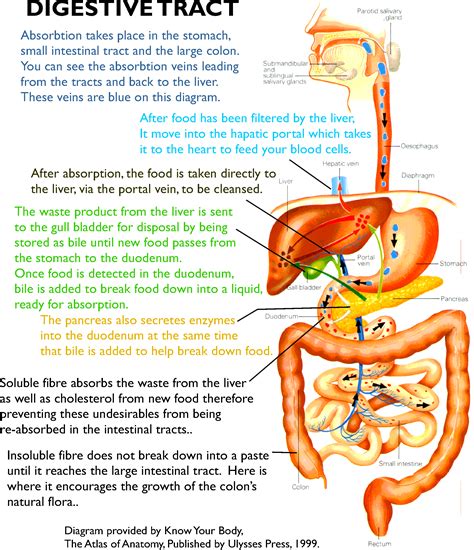 Digestive System Diagram No Labels