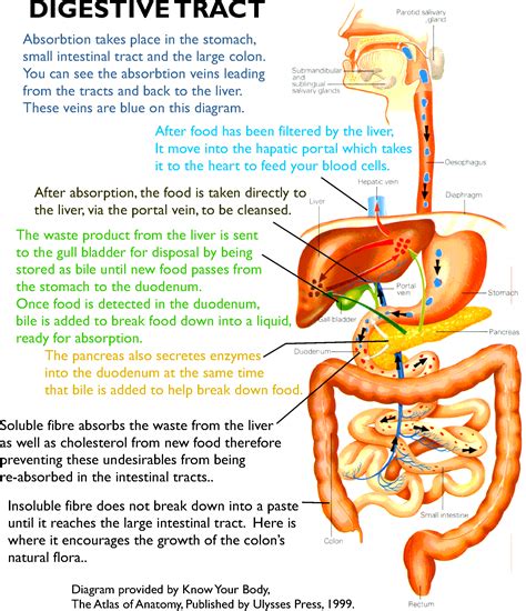 Digestion. The relationship between the liver, pancreas, stomach, and