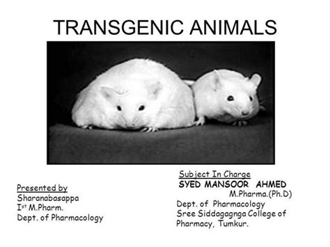 Transgenesis provides the potential for an organism to express a trait that it normally would not. TRANSGENIC ANIMALS |authorSTREAM