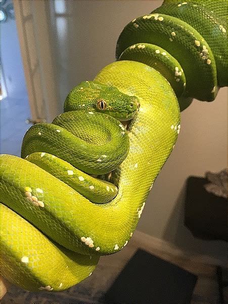Reptile Classifieds Green Tree Python Biak