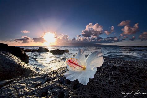 3840x2160 download wallpaper 3840x2160 hibiscus, flower, white>. Best 39+ Hibiscus On Beach Wallpapers on HipWallpaper ...