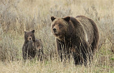 Ending The Protection Of Grizzly Bears Earth Wise