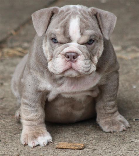 These adorable photos will make you want to cuddle with tiny frenchies asap. Rules of the Jungle: Bulldog Puppy