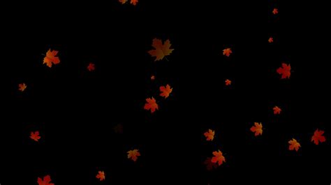 Century Leaf Falling Autumn Maple Leaves Falling Maple Autumn Leaves