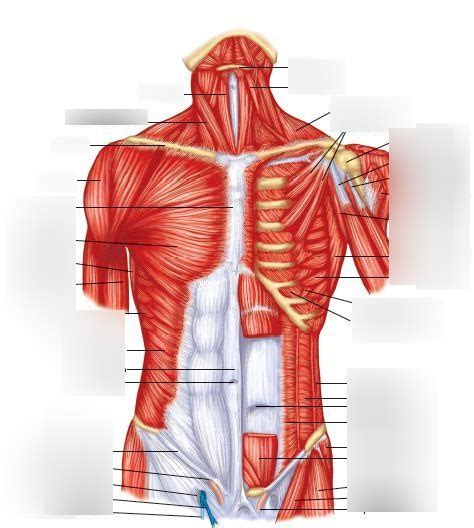Muscles Of Anterior Chest And Abdominal Wall Diagram Quizlet Ph