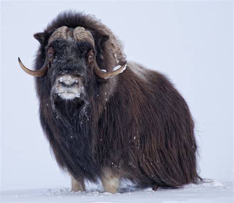 Musk Ox Facts History Useful Information And Amazing