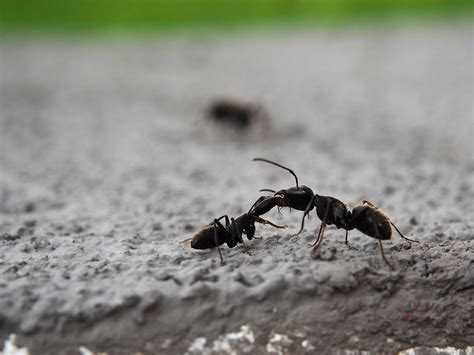 We serve over 30 counties in and around the following areas: ants-2579731_1920 | Orlando & Tampa Pest Control