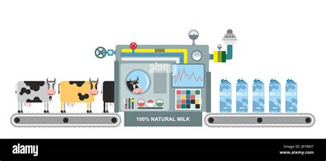 Infographics Milk Production Stages Of Milk Production From Cows