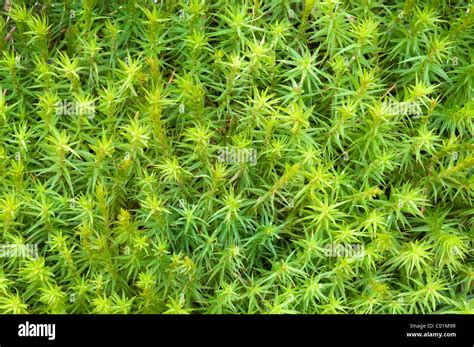 Beautiful Hair Moss Polytrichum Formosum Schwaz Tyrol Austria