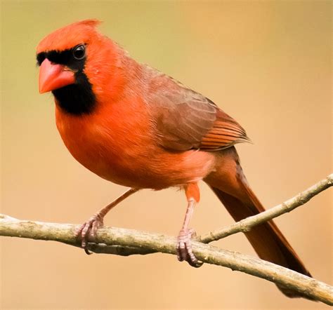 Male Northern Cardinal Photo By Thomas Be Your Own Birder
