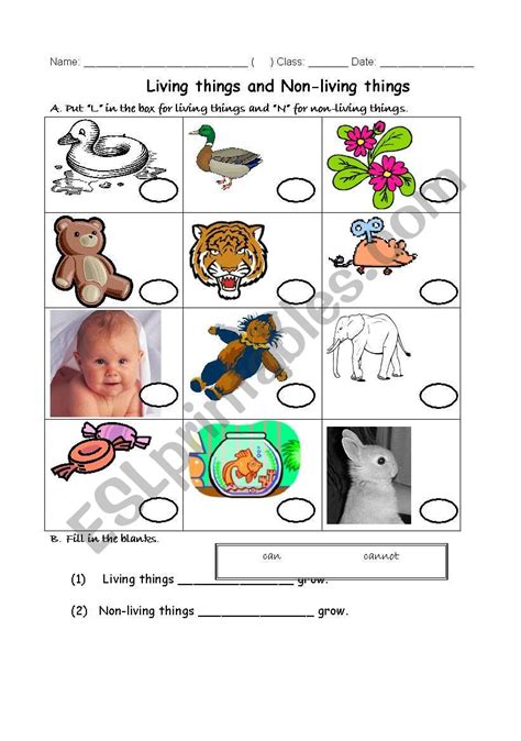 living and non living things worksheet kindergarten