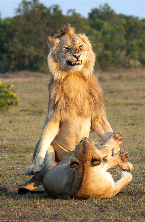 Im The Mane Man Lion Looks Very Pleased With Himself As He Mates With