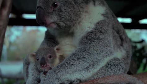 Baby Koala Is Hand Raised By Human Couple After Losing Its Koala Mom