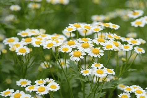 How To Grow And Care For Chamomile