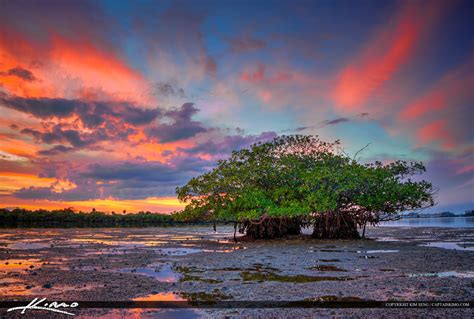Mangrove With Beautiful Clouds After Sunset At Lake