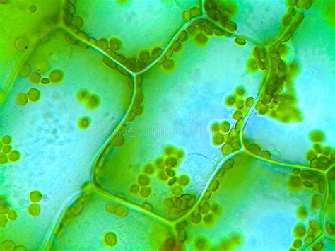 What Is An Elodea Leaf Cell