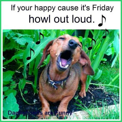 Friday Dachshund Love Doxie Dogs Out Loud Are You Happy Funny