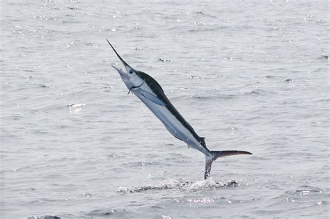 Filewhite Marlin In North Carolina 1394318584 Wikimedia Commons