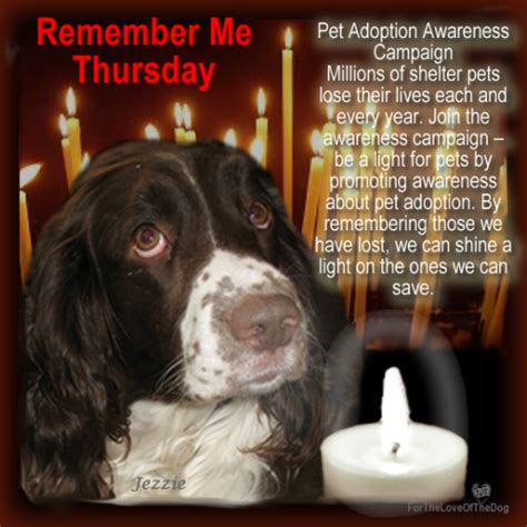 Remember Me Thursday Shining A Light On Orphaned Pets Everywhere