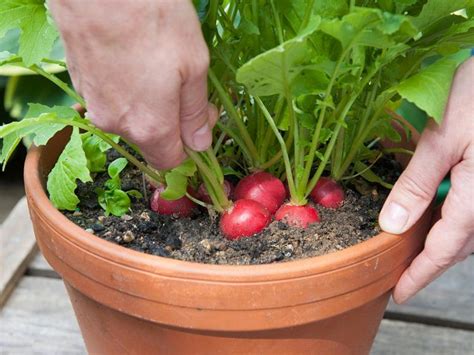 15 Veggies Perfect For Container Gardening