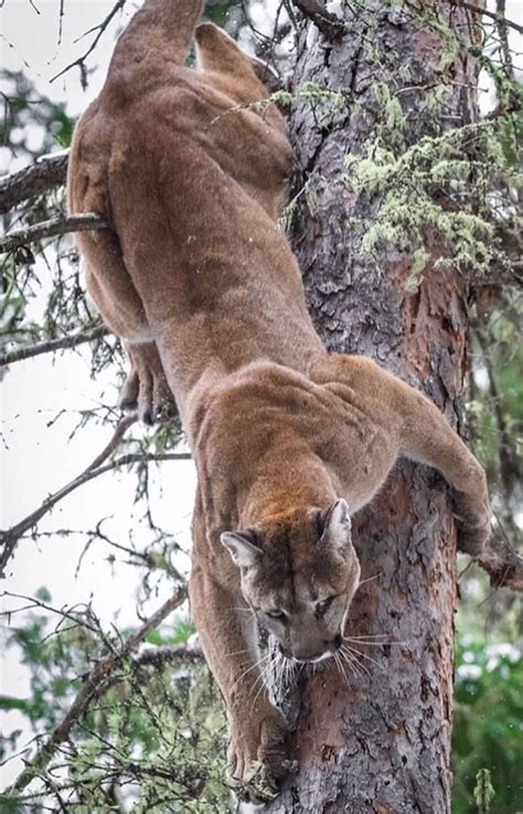 Cougar Animal Photo By Suhaderbent Mountain Lion Puma On A Tree Wild