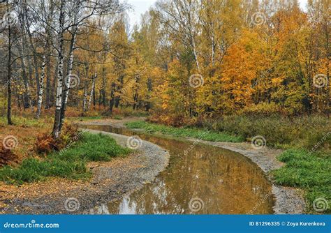 Running Autumn Park Stock Image Image Of Forest Cloudy 81296335