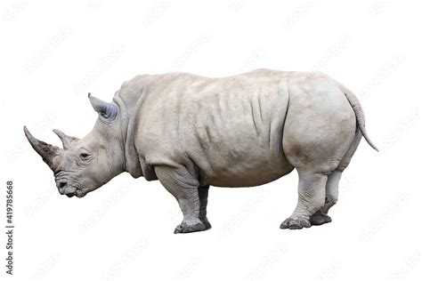 Rhino Rhinoceros Standing Side View Isolated On White Background Stock