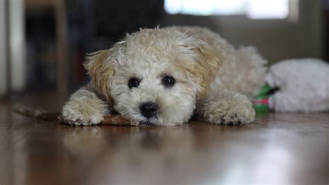 White Poodle Puppy Is Lying Down On Floor In Blur Background Hd Animals