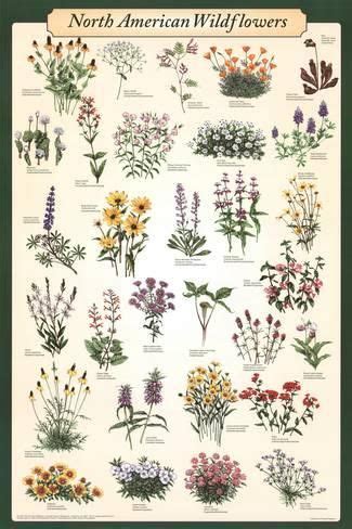 Fiori primaverili nomi come si chiama? North American Wildflowers Educational Science Chart Poster Print at AllPosters.com ...