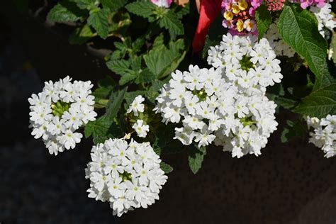 Lanai® White Verbena Verbena Lanai White In Lafayette Louisiana