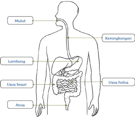 Gambar Organ Sistem Pencernaan Manusia Homecare