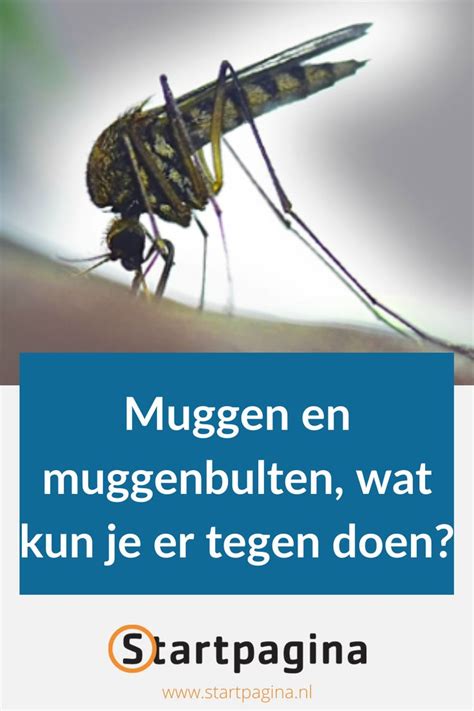 Muggen En Muggenbulten Lichaamsgeur