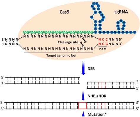 Schematic Illustration Of The Crisprcas9 System Structure And